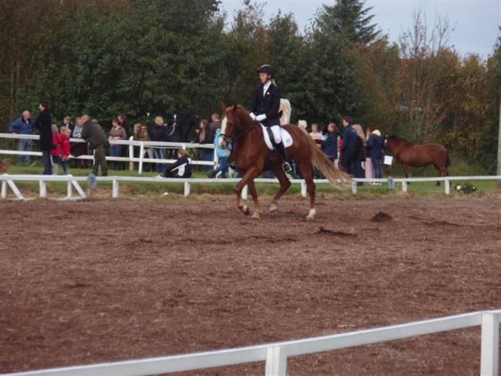 Sevel den. 29/9-08 - Til stævne i sevel rideklub ,,  den 29/9-08 billede 37