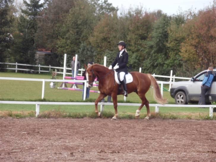 Sevel den. 29/9-08 - Til stævne i sevel rideklub ,,  den 29/9-08 billede 38