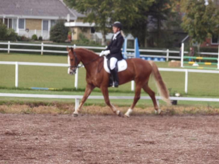 Sevel den. 29/9-08 - Til stævne i sevel rideklub ,,  den 29/9-08 billede 39