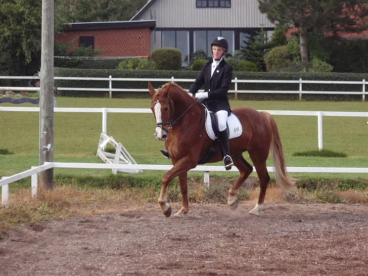 Sevel den. 29/9-08 - Til stævne i sevel rideklub ,,  den 29/9-08 billede 40