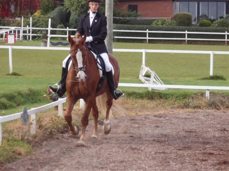 Sevel den. 29/9-08 - Til stævne i sevel rideklub ,,  den 29/9-08 billede 41