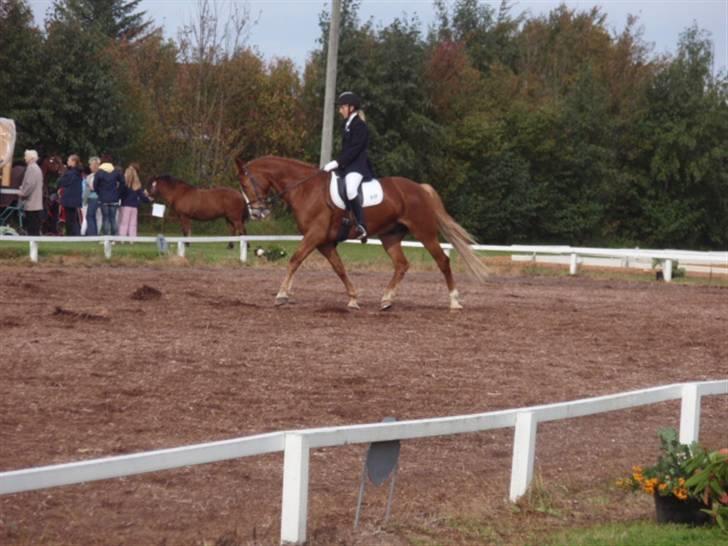 Sevel den. 29/9-08 - Til stævne i sevel rideklub ,,  den 29/9-08 billede 42