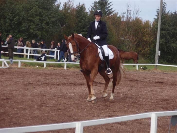 Sevel den. 29/9-08 - Til stævne i sevel rideklub ,,  den 29/9-08 billede 43