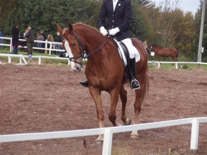 Sevel den. 29/9-08 - Til stævne i sevel rideklub ,,  den 29/9-08 billede 44