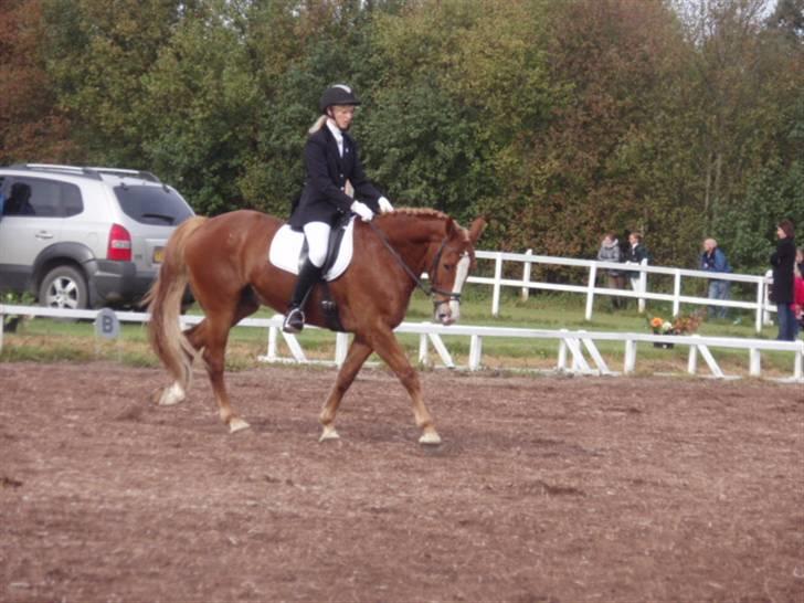 Sevel den. 29/9-08 - Til stævne i sevel rideklub ,,  den 29/9-08 billede 45