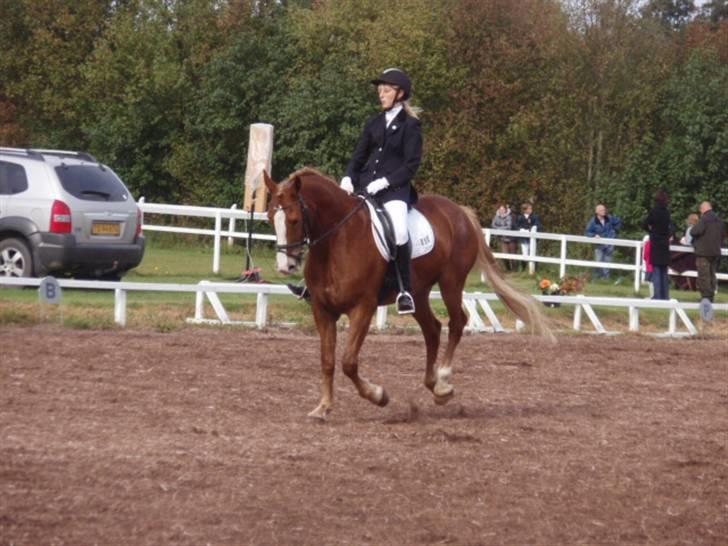 Sevel den. 29/9-08 - Til stævne i sevel rideklub ,,  den 29/9-08 billede 46