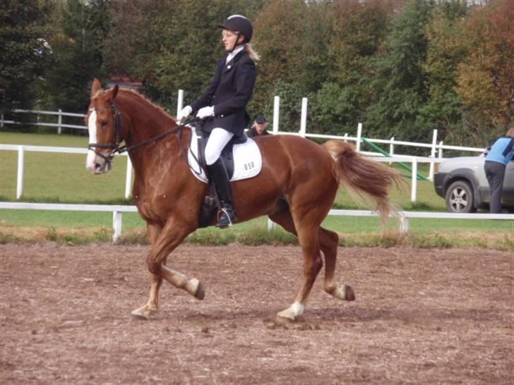 Sevel den. 29/9-08 - Til stævne i sevel rideklub ,,  den 29/9-08 billede 47