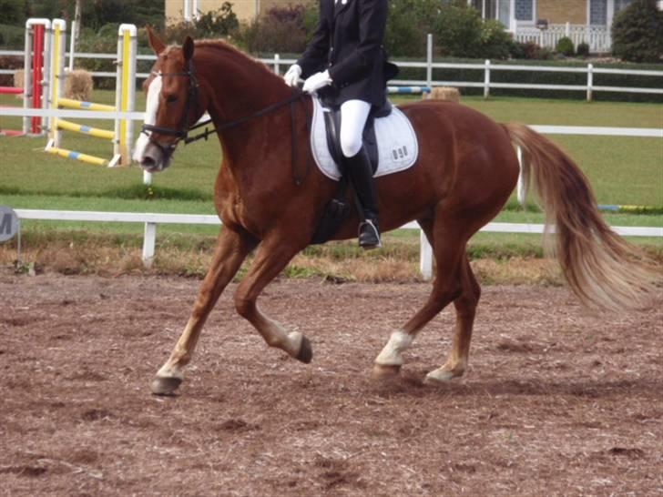 Sevel den. 29/9-08 - Til stævne i sevel rideklub ,,  den 29/9-08 billede 48