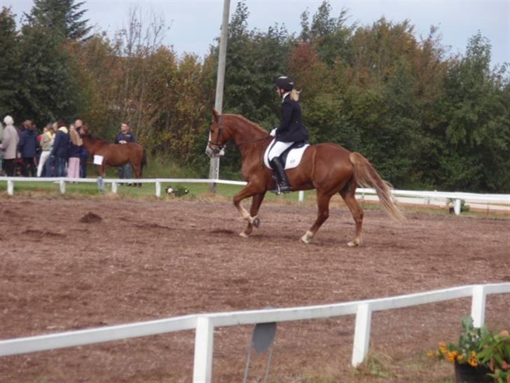 Sevel den. 29/9-08 - Til stævne i sevel rideklub ,,  den 29/9-08 billede 49