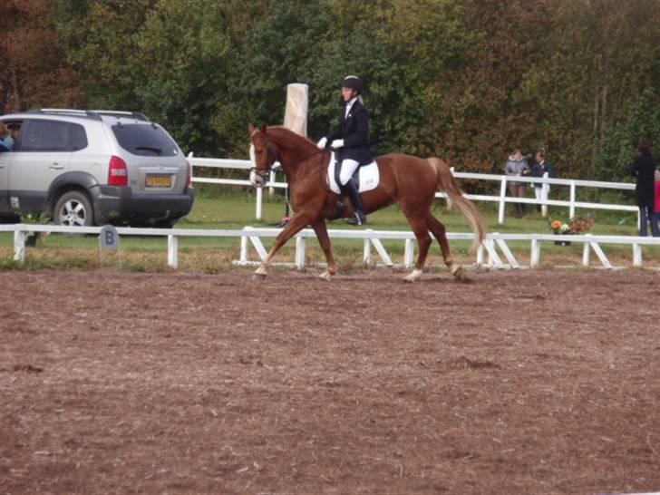 Sevel den. 29/9-08 - Til stævne i sevel rideklub ,,  den 29/9-08 billede 50