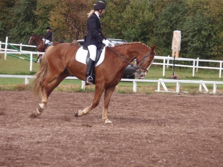 Sevel den. 29/9-08 - Til stævne i sevel rideklub ,,  den 29/9-08 billede 52