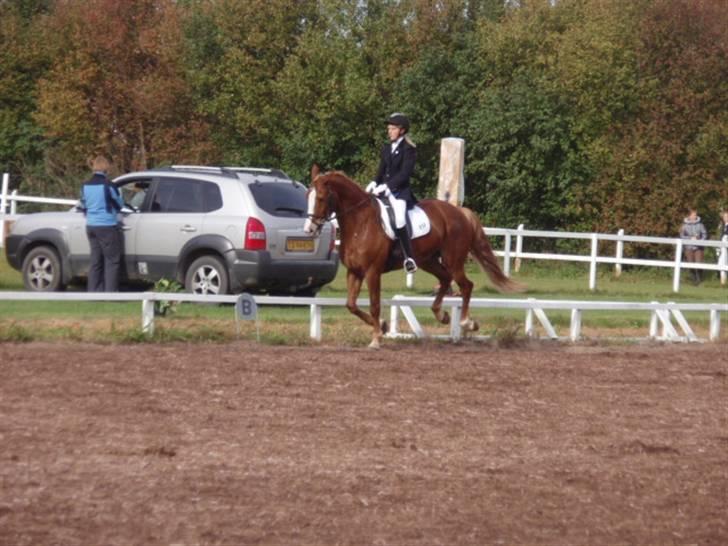 Sevel den. 29/9-08 - Til stævne i sevel rideklub ,,  den 29/9-08 billede 53