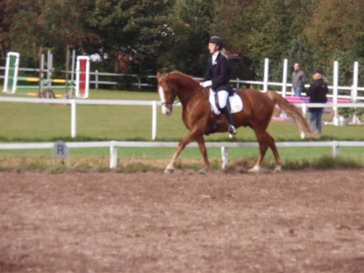 Sevel den. 29/9-08 - Til stævne i sevel rideklub ,,  den 29/9-08 billede 54