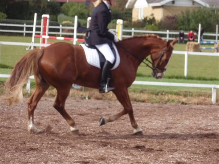 Sevel den. 29/9-08 - Til stævne i sevel rideklub ,,  den 29/9-08 billede 55