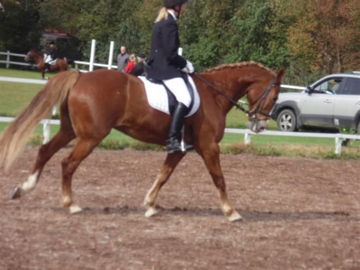 Sevel den. 29/9-08 - Til stævne i sevel rideklub ,,  den 29/9-08 billede 56