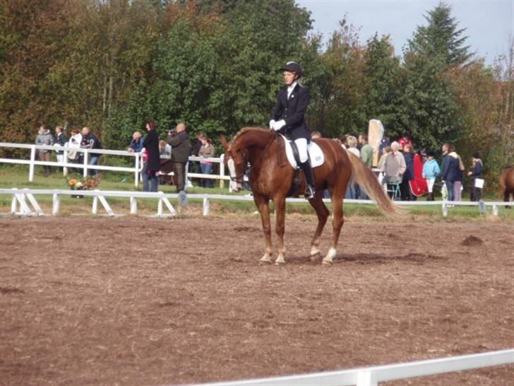 Sevel den. 29/9-08 - Til stævne i sevel rideklub ,,  den 29/9-08 billede 58