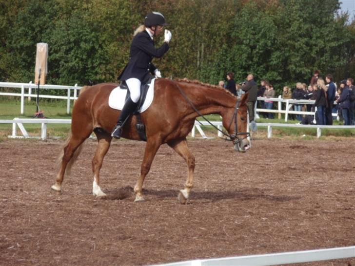 Sevel den. 29/9-08 - Til stævne i sevel rideklub ,,  den 29/9-08 billede 59