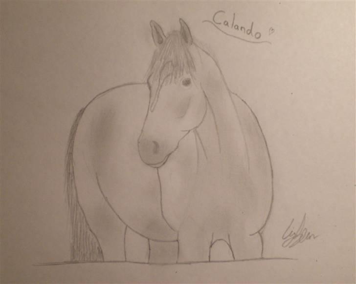 Mine tegninger - Dette er en tegning af CJ's gamle hest Calando. billede 5