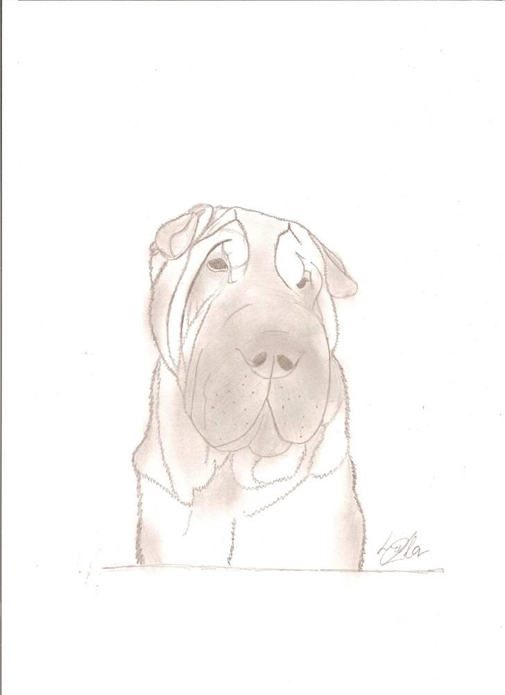 Mine tegninger - Dette er en tegning af min hund Tello. billede 7