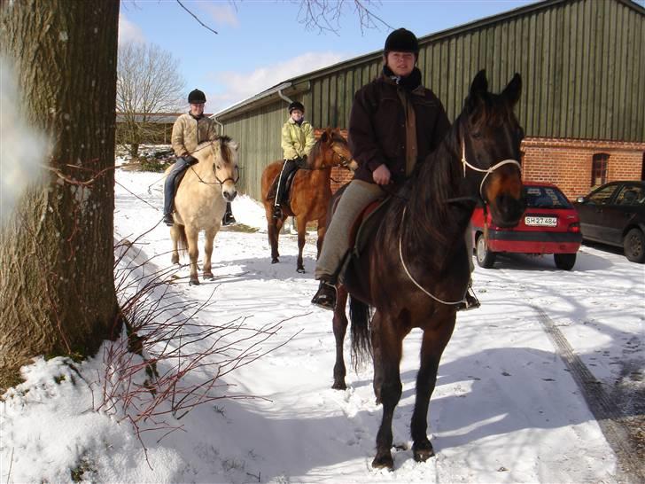 Hestevognstur billede 8