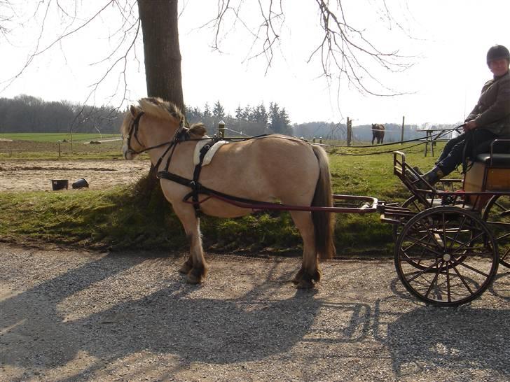 Hestevognstur billede 9