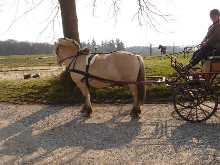 Hestevognstur billede 10