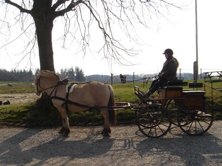 Hestevognstur billede 11