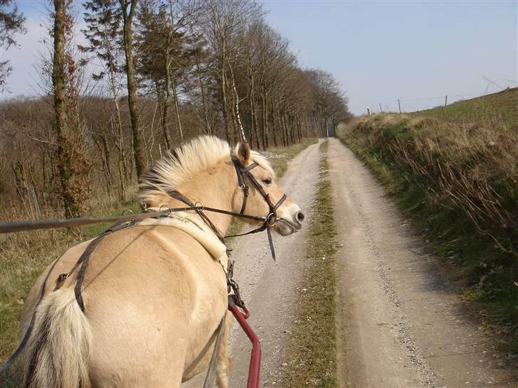 Hestevognstur billede 12