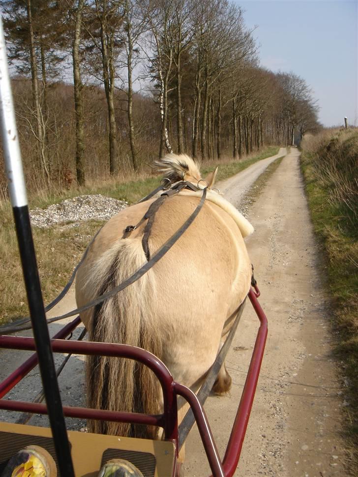 Hestevognstur billede 13