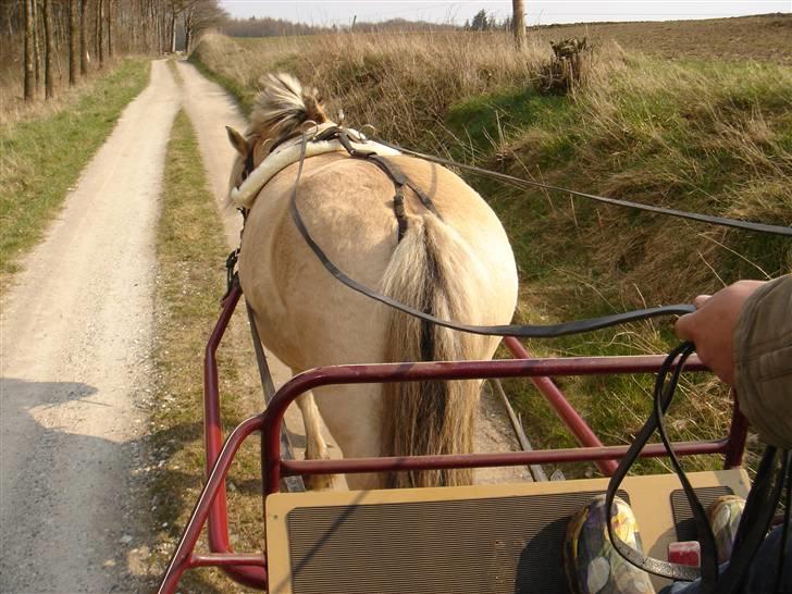 Hestevognstur billede 14