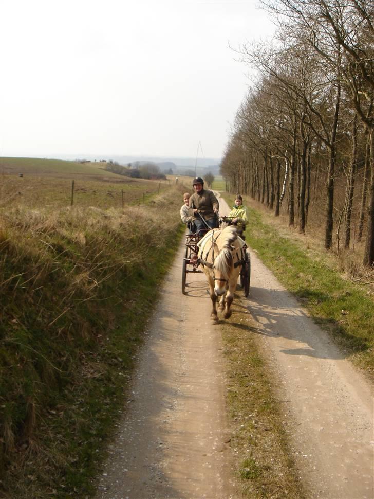 Hestevognstur billede 15