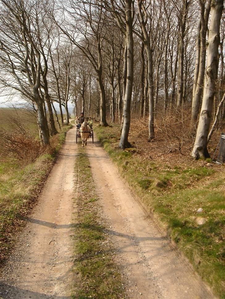 Hestevognstur billede 16