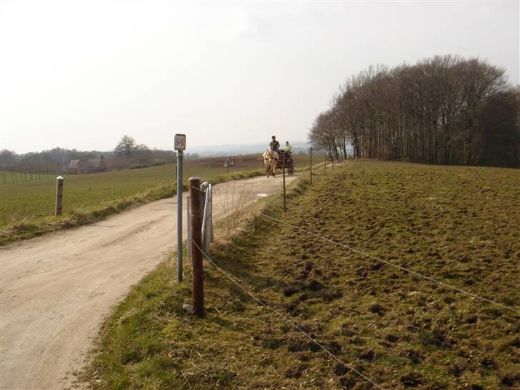 Hestevognstur billede 17