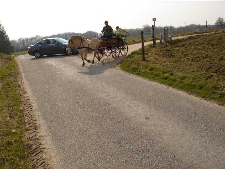Hestevognstur billede 18