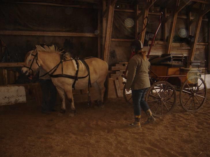 Hestevognstur billede 20