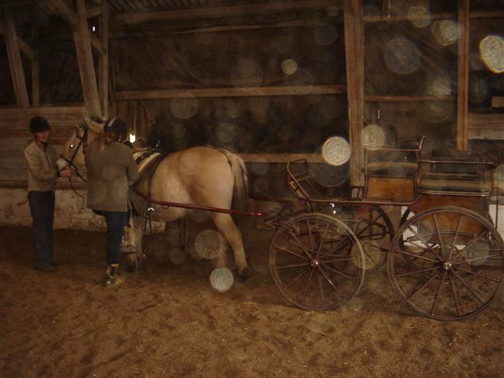Hestevognstur billede 22