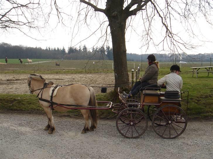 Hestevognstur billede 24