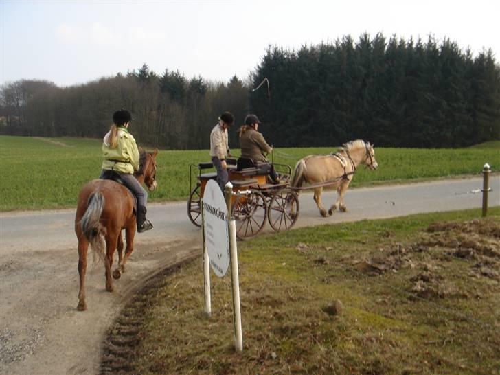 Hestevognstur billede 27