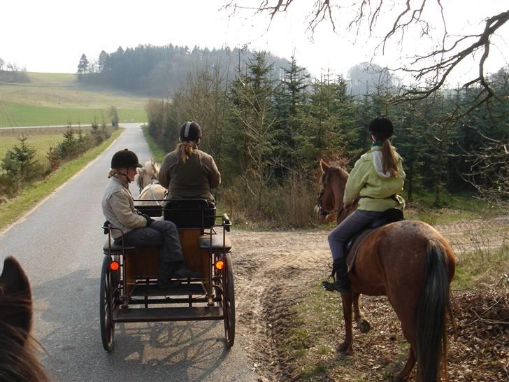 Hestevognstur billede 29