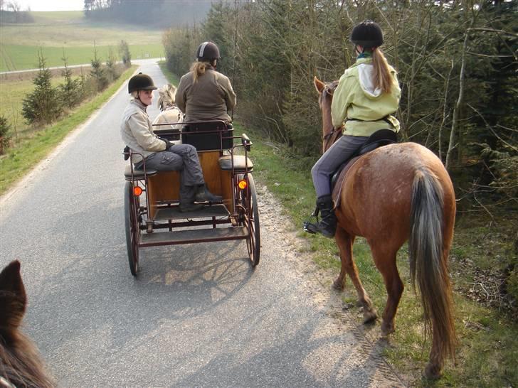 Hestevognstur billede 30