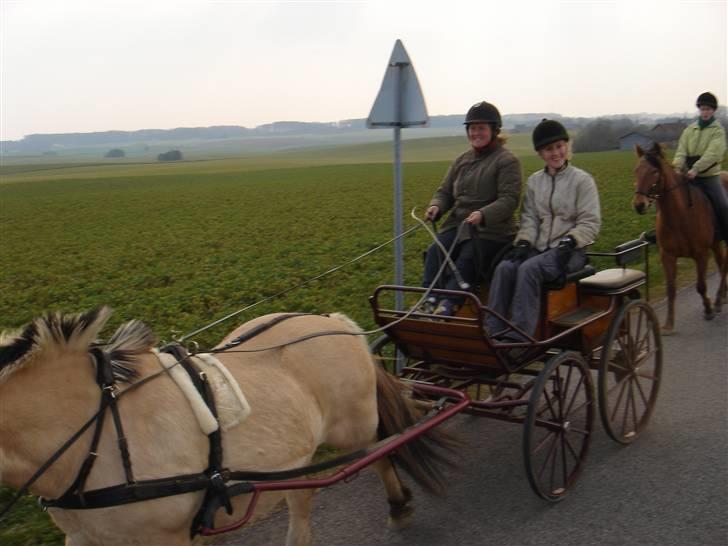 Hestevognstur billede 35