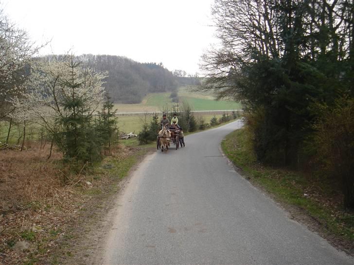 Hestevognstur billede 36