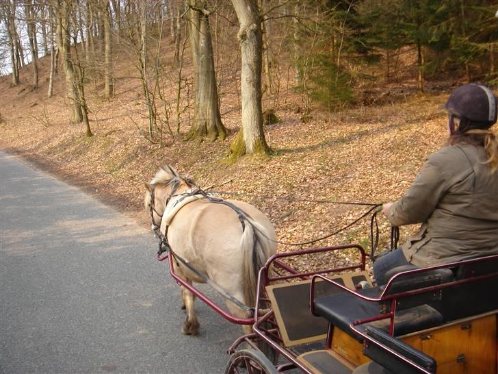 Hestevognstur billede 39