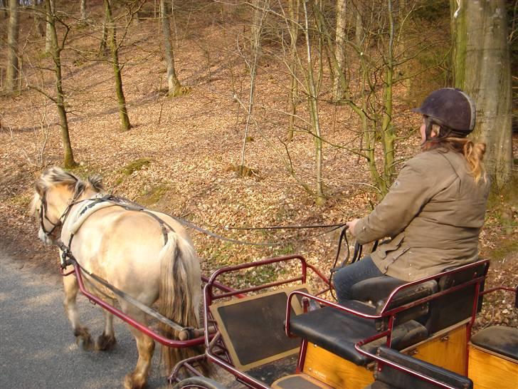 Hestevognstur billede 40