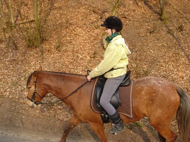 Hestevognstur billede 45