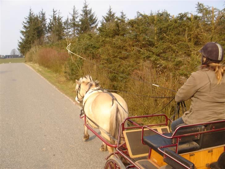 Hestevognstur billede 48