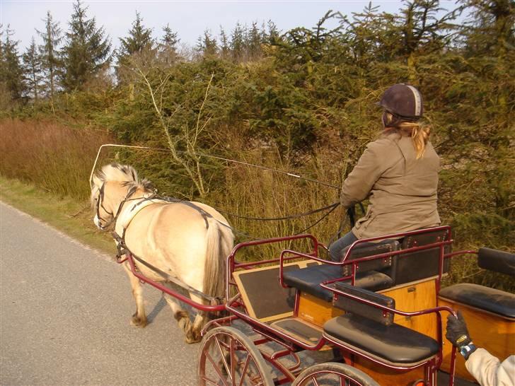 Hestevognstur billede 49