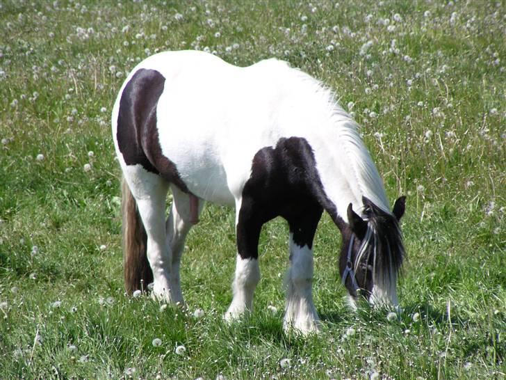 Søde heste billede 1