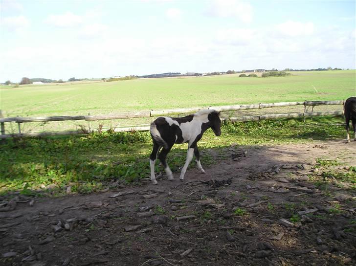 Søde heste billede 2