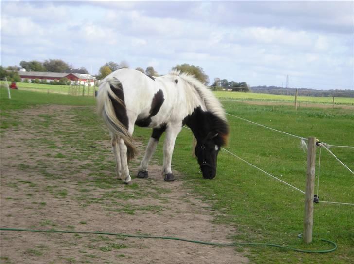 Søde heste billede 3